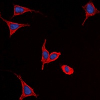 Frizzled 9 Rabbit Polyclonal Antibody