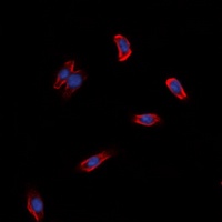 GPR97 Rabbit Polyclonal Antibody