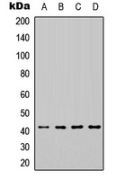 HEXIM1 Rabbit Polyclonal Antibody