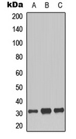 Histone H1 (Phospho-T17) Rabbit Polyclonal Antibody