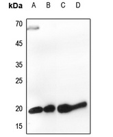 Histone H3 Rabbit Polyclonal Antibody