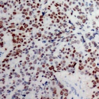 Histone H3 Rabbit Polyclonal Antibody