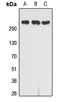 CD222 Rabbit Polyclonal Antibody