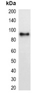 mCherry-tag Mouse Monoclonal Antibody