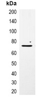 mCherry-tag Mouse Monoclonal Antibody