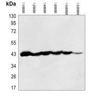 Beta-actin Mouse Monoclonal Antibody (HRP)