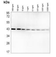 Beta-actin Mouse Monoclonal Antibody (HRP)