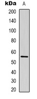Beta-tubulin Mouse Monoclonal Antibody