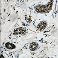 Beta-tubulin Mouse Monoclonal Antibody