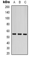 Beta-tubulin Mouse Monoclonal Antibody