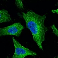 Beta-tubulin Mouse Monoclonal Antibody