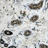 Beta-tubulin Mouse Monoclonal Antibody