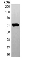 Beta-tubulin Mouse Monoclonal Antibody