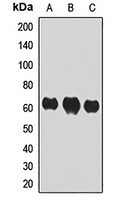 IRF7 Rabbit Polyclonal Antibody