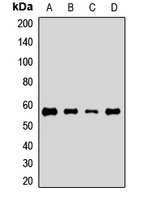 ATG5 Rabbit Polyclonal Antibody