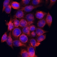 ATG5 Rabbit Polyclonal Antibody