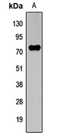 cIAP2 Rabbit Polyclonal Antibody