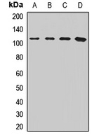 SFPQ Rabbit Polyclonal Antibody