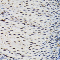 SFPQ Rabbit Polyclonal Antibody