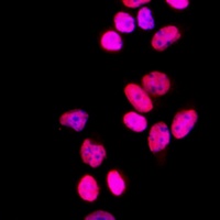 SFPQ Rabbit Polyclonal Antibody