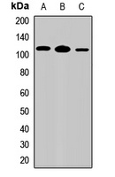 IL-17RD Rabbit Polyclonal Antibody