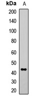 IRF9 Rabbit Polyclonal Antibody