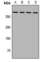 HARE Rabbit Polyclonal Antibody