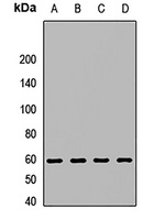 Syncytin-2 Rabbit Polyclonal Antibody