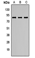 N-SMase2 Rabbit Polyclonal Antibody