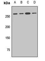 Golgin-245 Rabbit Polyclonal Antibody