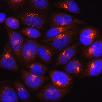 Golgin-245 Rabbit Polyclonal Antibody