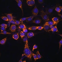 Septin 4 Rabbit Polyclonal Antibody