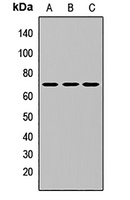 I kappa B- zeta Rabbit Polyclonal Antibody