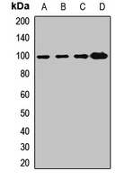 Gamma-COP Rabbit Polyclonal Antibody