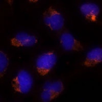 SEC14L2 Rabbit Polyclonal Antibody