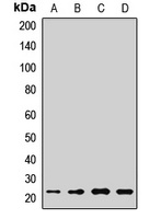 IL-17C Rabbit Polyclonal Antibody
