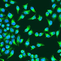 COX2 Rabbit Polyclonal Antibody