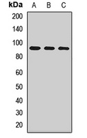 CD282 Rabbit Polyclonal Antibody