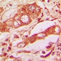 COX2 Rabbit Polyclonal Antibody