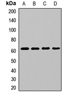 GlyT2 Rabbit Polyclonal Antibody
