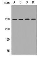 Myosin 10 Rabbit Polyclonal Antibody