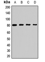 PRMT7 Rabbit Polyclonal Antibody