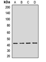 GRPR Rabbit Polyclonal Antibody