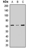 ESAM Rabbit Polyclonal Antibody
