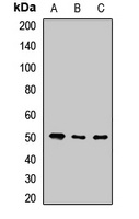 POFUT2 Rabbit Polyclonal Antibody