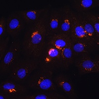 POFUT2 Rabbit Polyclonal Antibody