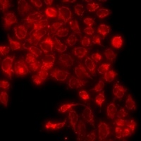 CD55 Rabbit Polyclonal Antibody