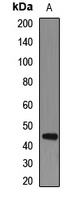 Dopamine Receptor D3 Rabbit Polyclonal Antibody