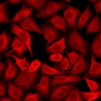 Dopamine Receptor D3 Rabbit Polyclonal Antibody