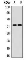 CHRM2 Rabbit Polyclonal Antibody